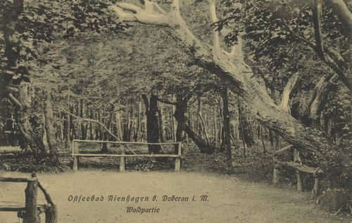 Nienhagen, Mecklenburg-Vorpommern: Wald