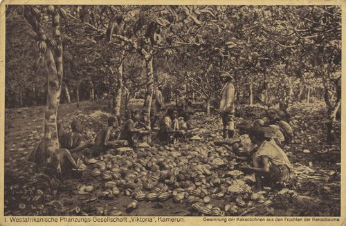Kakao-Werk, Kamerun, Gewinnung der Kakaobohnen