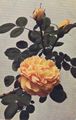 Blumen/Rosen/Rosa 'Soleil d'or'