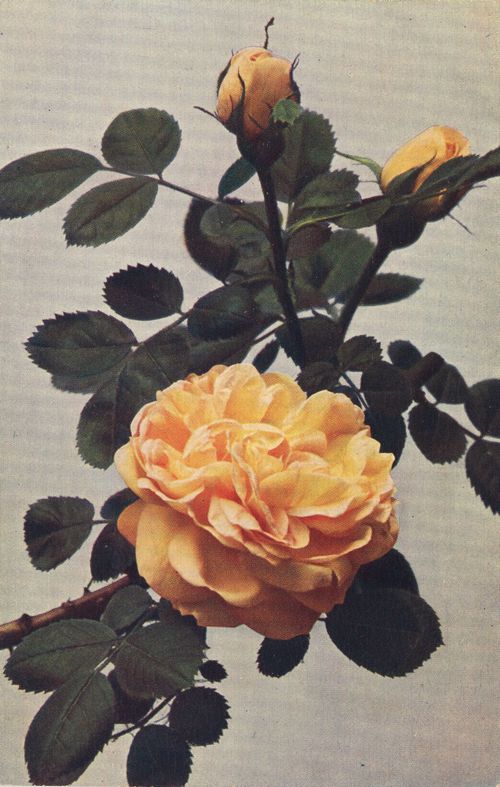 Rosa 'Soleil d'or'