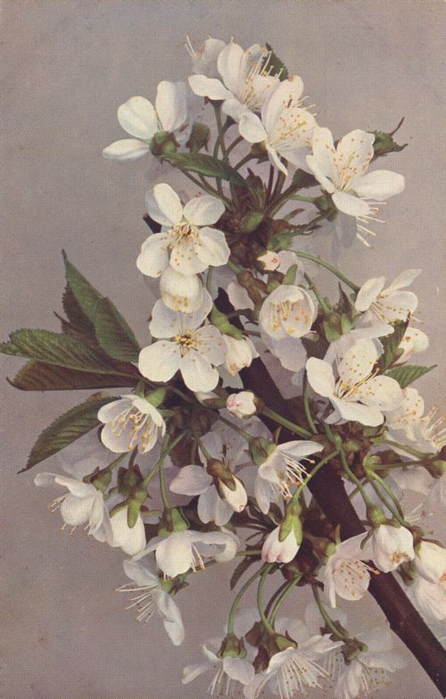 Weiße Blumen [2]