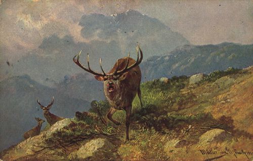 Angreifender Hirsch im Gebirge