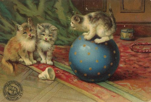 3 Katzen mit Ball