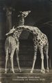 Ostafrikanische und abessinische Giraffe