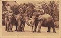 Vlkerschau Indien, Elefanten mit Reitern