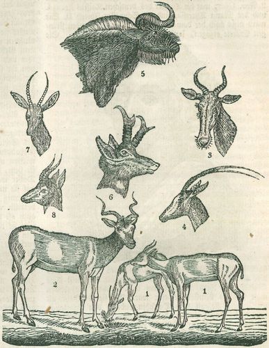 Antilopen