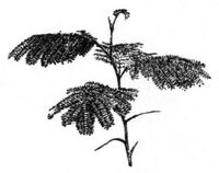 15. Acacia lophanta.