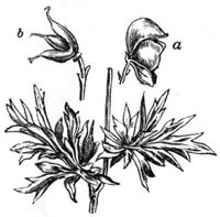 21. Aconitum napellus (a Blüte, b Frucht).
