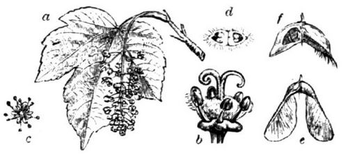40. Bergahorn: a Blatt und Blütentraube, b fruchtbare Zwitterblüte, c männliche Blüte, d ...