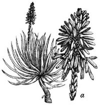 52. Aloë socotrina (a Blütenstand).