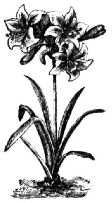 60. Amaryllis hybrida.