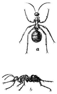 62. Ameisen: a Waldameise, b Roßameise.