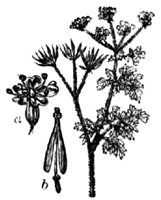 84. Küchenkerbel (a Blüte, b Frucht).