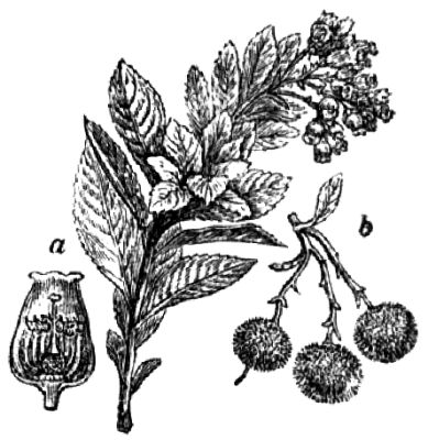 106. Erdbeerbaum (a Blüte, durchschnitten; b Beerenfrüchte).