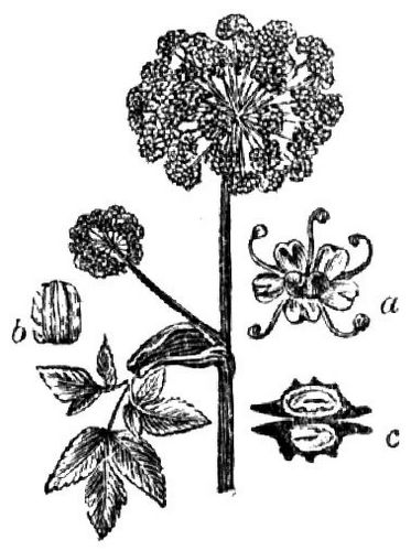 107. Engelwurz (a Blüte, b Frucht, c Querschnitt derselben).