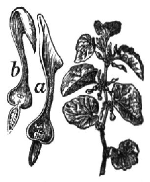 114. Gemeine Osterluzei (a durchschnittene Blüte vor, b nach der Bestäubung).