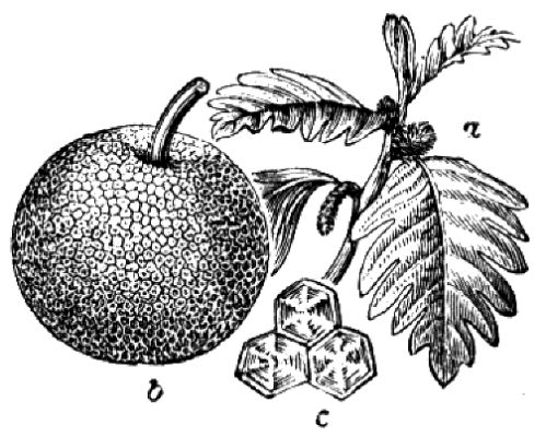 123. Brotfruchtbaum (a blühender Zweig, b Fruchtstand, c Teil von dessen Oberfläche).