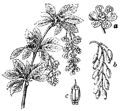 192. Berberitze (a Blüte, b Fruchtstand; c Frucht, durchschnitten).
