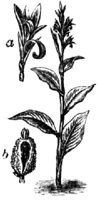 313. Blumenrohr (a Blüte, b Frucht).
