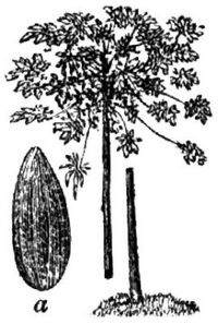 320. Melonenbaum (a Frucht).