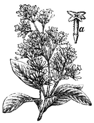 345. Chinarindenbaum (a Blüte).