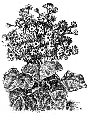 354. Cineraria hybrida.