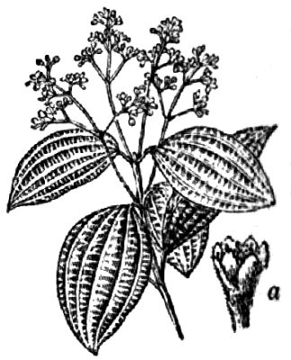 355. Ceylonischer Zimtbaum (a Blüte).
