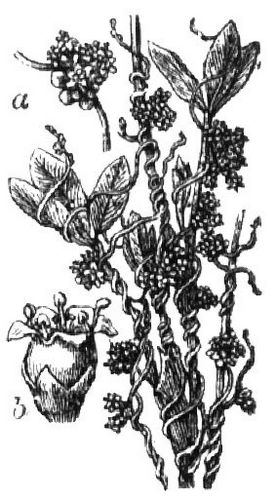 379. Kleeseide (a Blütenköpfchen, b Blüte).