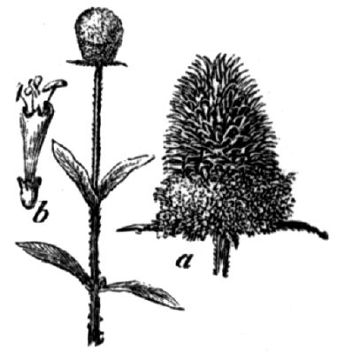 428. Weberdistel (a Blütenkopf, b Einzelblüte).
