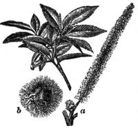 475. Edelkastanie (a Bltenhre, b Frucht mit Cupula).