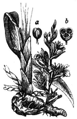 499. Kardamompflanze (a Kapsel, b desgl. im Querschnitt).