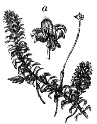 501. Wasserpest (a weibliche Blüte).