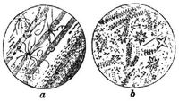 509. Mikroskopische Entglasungsgebilde: a in ungar. Obsidian, b in Eisenhochofenschlacke.