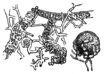 594. Algengonidien, von Pilzhyphen umsponnen.