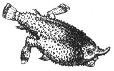 596. Fledermausfisch.