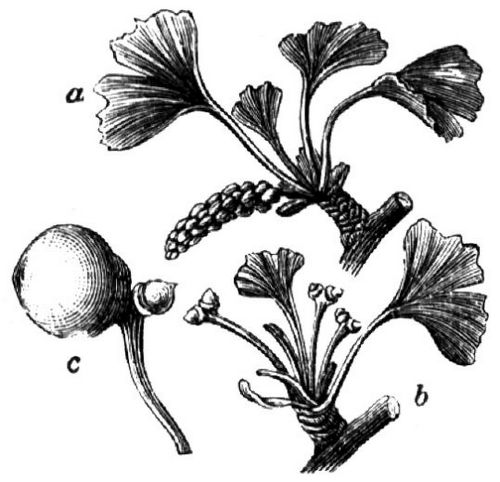 688. Gingkobaum: a Trieb mit männlichen, b mit weiblichen Blüten; c Frucht.