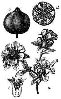 718. Granatbaum: a blühender Zweig, b Blüte im Durchschnitt, c Frucht, d Fruchtquerschnitt.