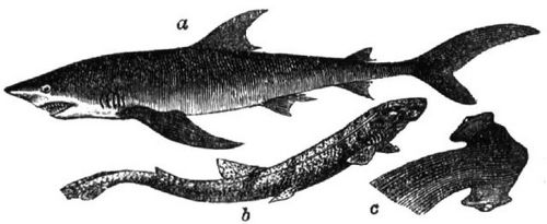 748. Haifische: a Blauhai, b Katzenhai; c Kopf des Hammerhais.