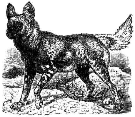 833. Hyänenhund.