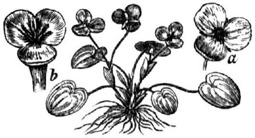 837. Froschbiß (a männliche, b weibliche Blüte).
