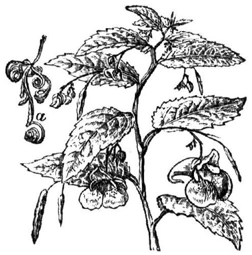 854. Springkraut (a aufgesprungene Frucht).