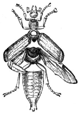 861. Hauptskelett des Insekts (Maikäfers).