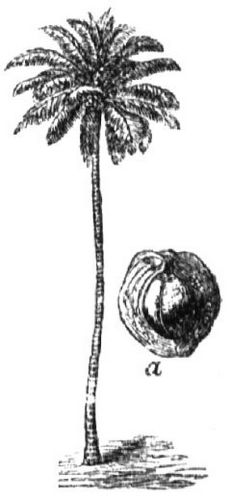 946. Kokospalme (a Nuß, Hülle halb entfernt).