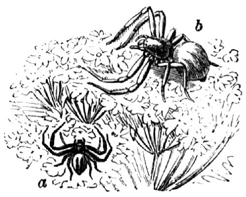 971. Krummbeinige Krabbenspinne: a Männchen, b Weibchen.