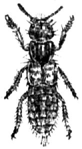 997. Kurzflügler (Staphylinus).