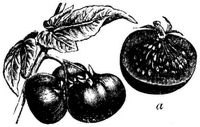 1051. Liebesapfel (a Frucht halb durchschnitten).