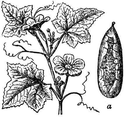 1088. Netzgurke (a Frucht).
