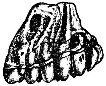 1144. Backzahn eines Mastodon.