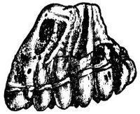 1144. Backzahn eines Mastodon.