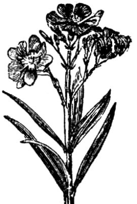 1285. Oleander.
